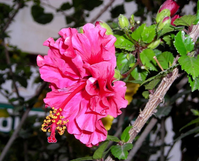 EL PERFIL DE UNA FLOR 