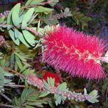 NATURALEZA VIVA thumbnail 1