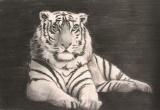 Tigre blanco y negro