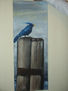 Pajaro Azul