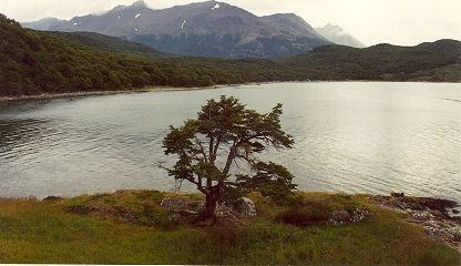 El arbol de la vida 