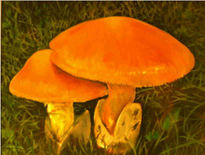 Amanitas Caesareas