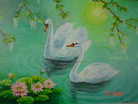 Cisnes