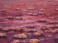 desierto rosa
