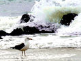 gaviota y mar