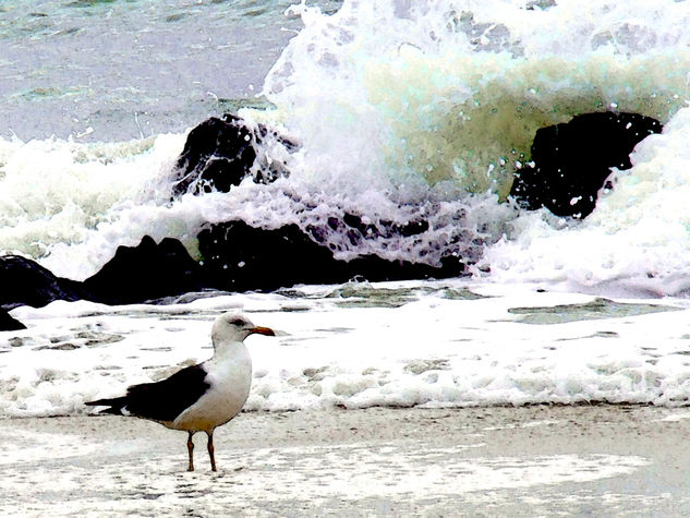 gaviota y mar 