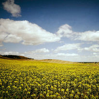 Campo de girasoles