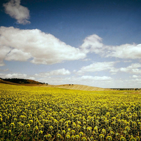 Campo de girasoles Nature Color (Manual)