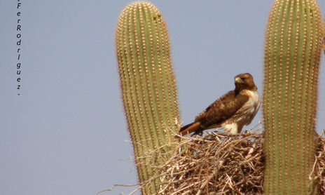 Naturaleza