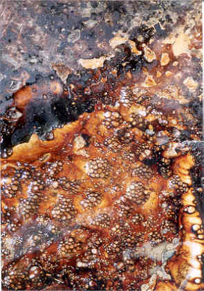Anfibio