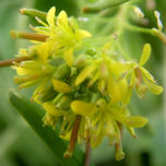flores thumbnail 1