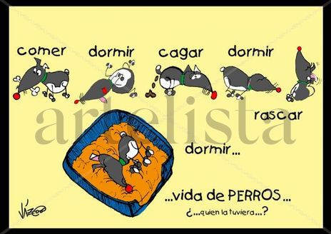 Vida de perros
