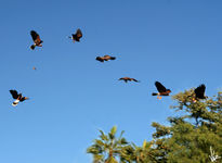 Águila cazando