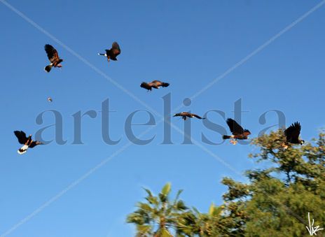 Águila cazando