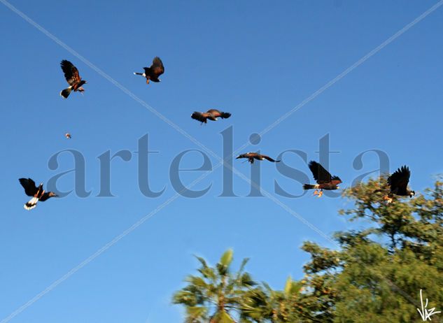 Águila cazando Naturaleza Color (Digital)