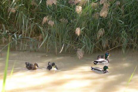 Los Patitos