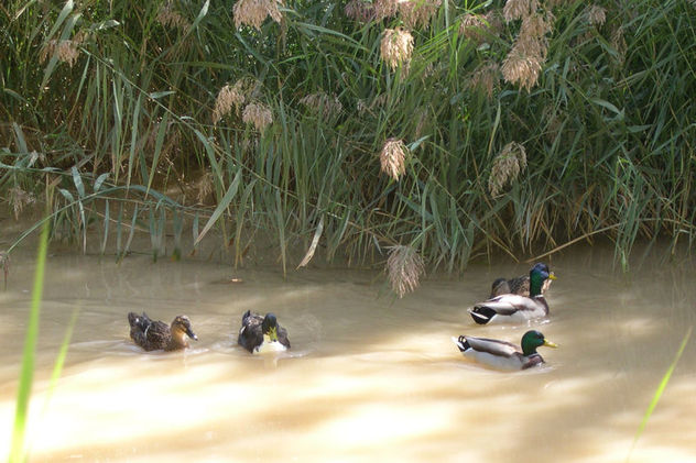 Los Patitos
