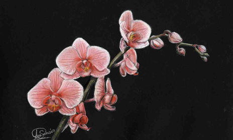 Flores
