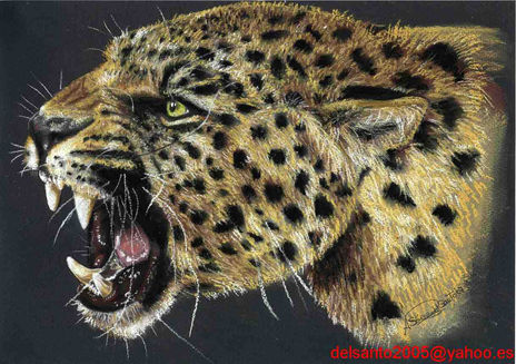 Gatito