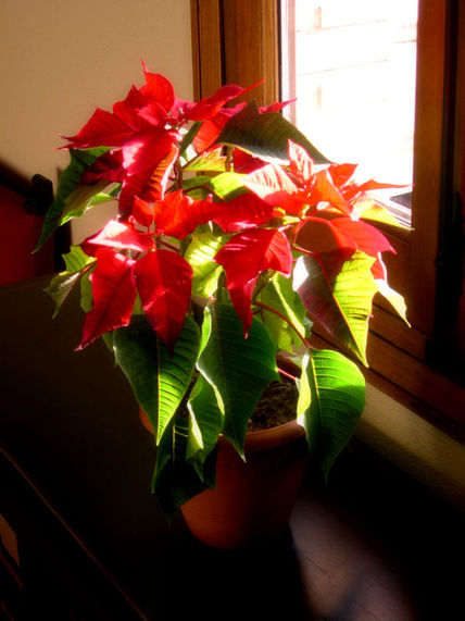 Flor de Pascua