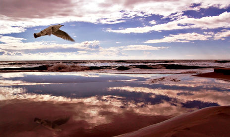 Aves