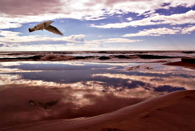 En Vuelo Naturaleza Color (Digital)