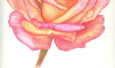 dibujos realistas