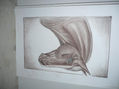 caballo