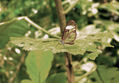 MARIPOSAS DE LA RESERVA NATURAL HUMBERTO VELEZ VELEZ