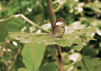 Mariposas de la...