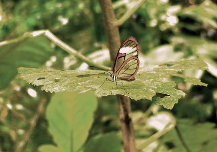 Mariposas de la...
