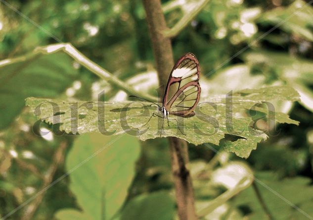 MARIPOSAS DE LA RESERVA NATURAL HUMBERTO VELEZ VELEZ Naturaleza Color (Digital)