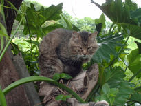 El gato malhumorado