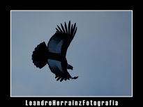 Condor Andino