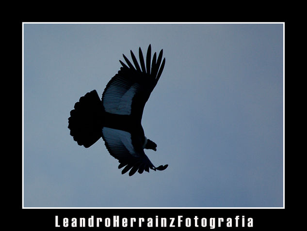 Condor Andino 