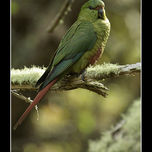 Fauna thumbnail 1