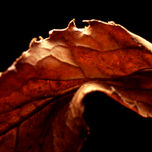 Otoño thumbnail 2
