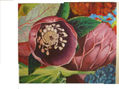 coleccion flores 2007