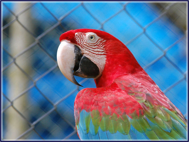 Don Juan - Guacamaya Roja