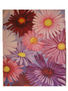 coleccion flores 2007