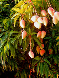 Mangos y mangos