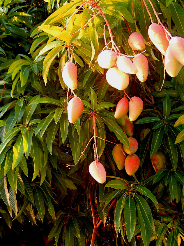 MANGOS Y MANGOS