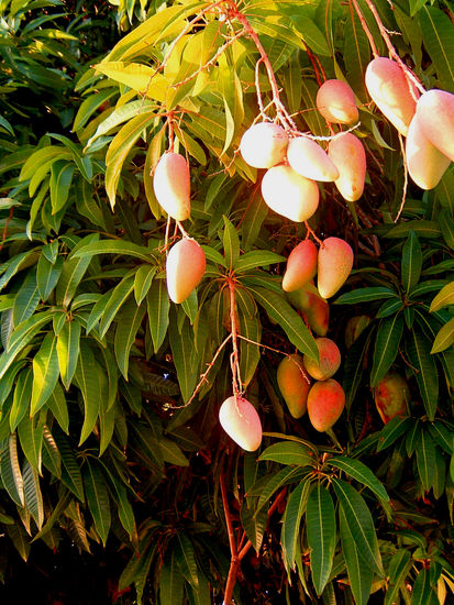 MANGOS Y MANGOS 