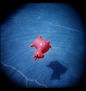 pink dog