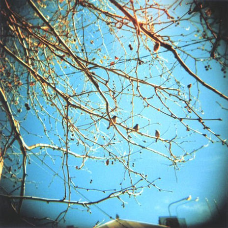 Pajaros y arbol