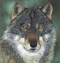 Lobo