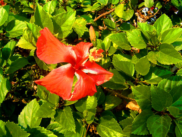 EN ROJO PISTILO 