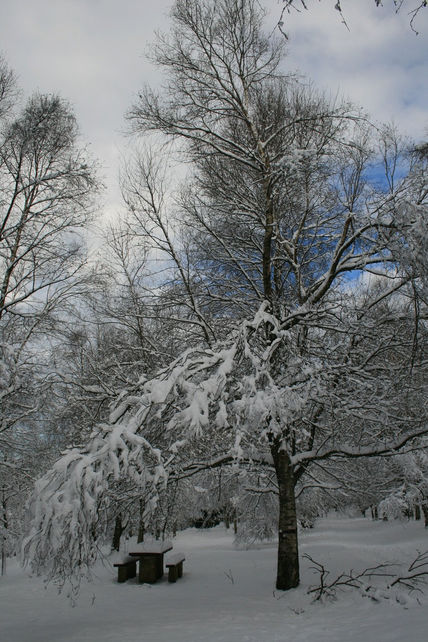 Estampa Nevada
