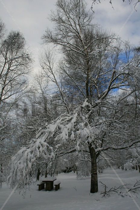 Estampa Nevada