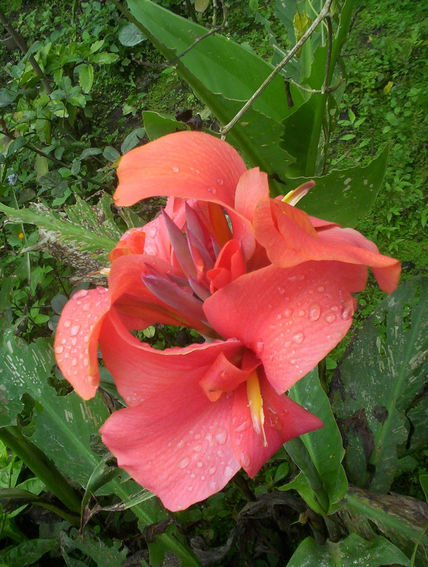 flor III